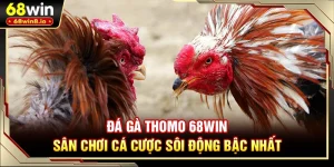 Đá Gà Thomo 68WIN - Sân Chơi Cá Cược Sôi Động Bậc Nhất