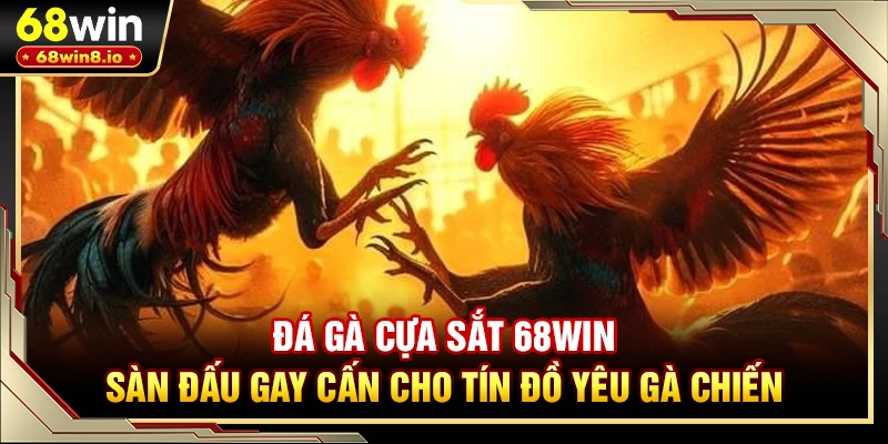 Đá Gà Cựa Sắt 68WIN - Sàn Đấu Gay Cấn Cho Tín Đồ Yêu Gà Chiến