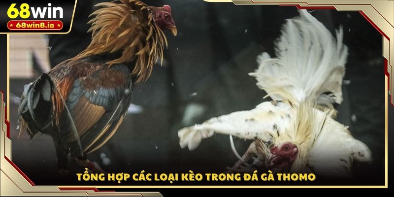 Tổng hợp các loại kèo trong đá gà Thomo 