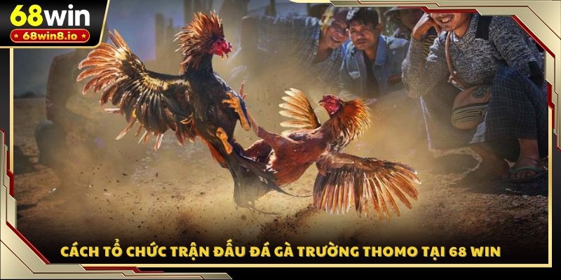 Cách tổ chức trận đấu đá gà trường Thomo tại 68 WIN